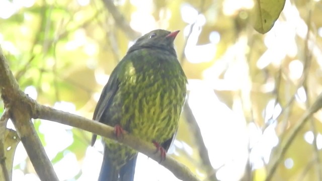 Cotinga vert et noir (groupe riefferii) - ML201777281