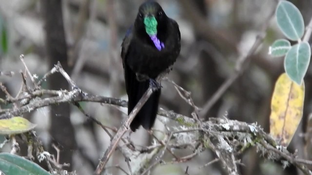 kolibřík modropláštíkový - ML201777291