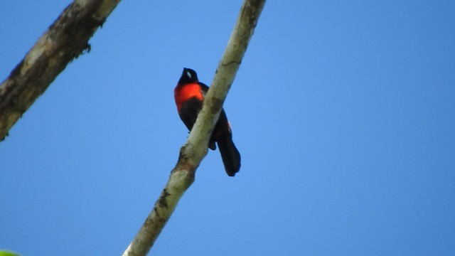 Masked Crimson Tanager - ML201777371