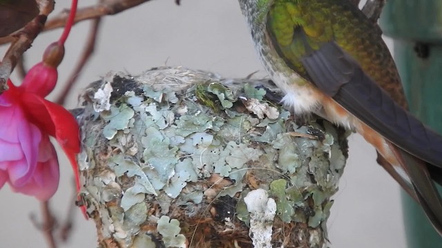 kolibřík Amazilin [skupina dumerilii] - ML201777411