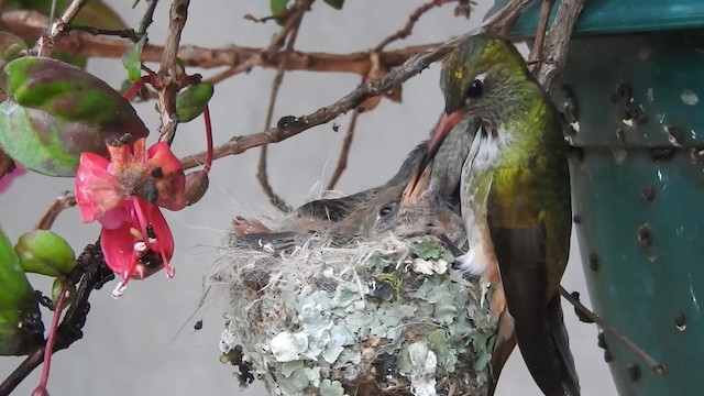 Amazilia Hummingbird (White-throated) - ML201777421