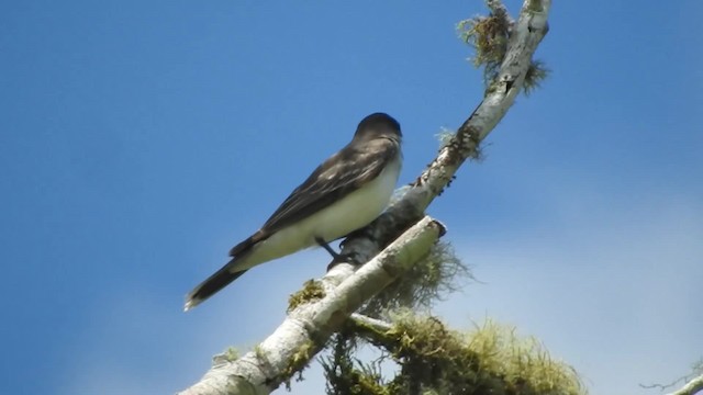 Eastern Kingbird - ML201777471