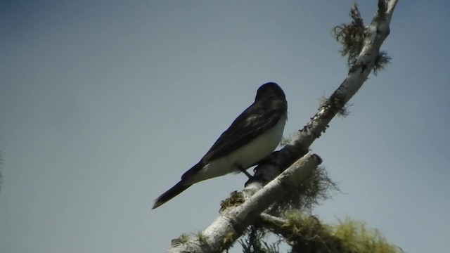 Eastern Kingbird - ML201777481