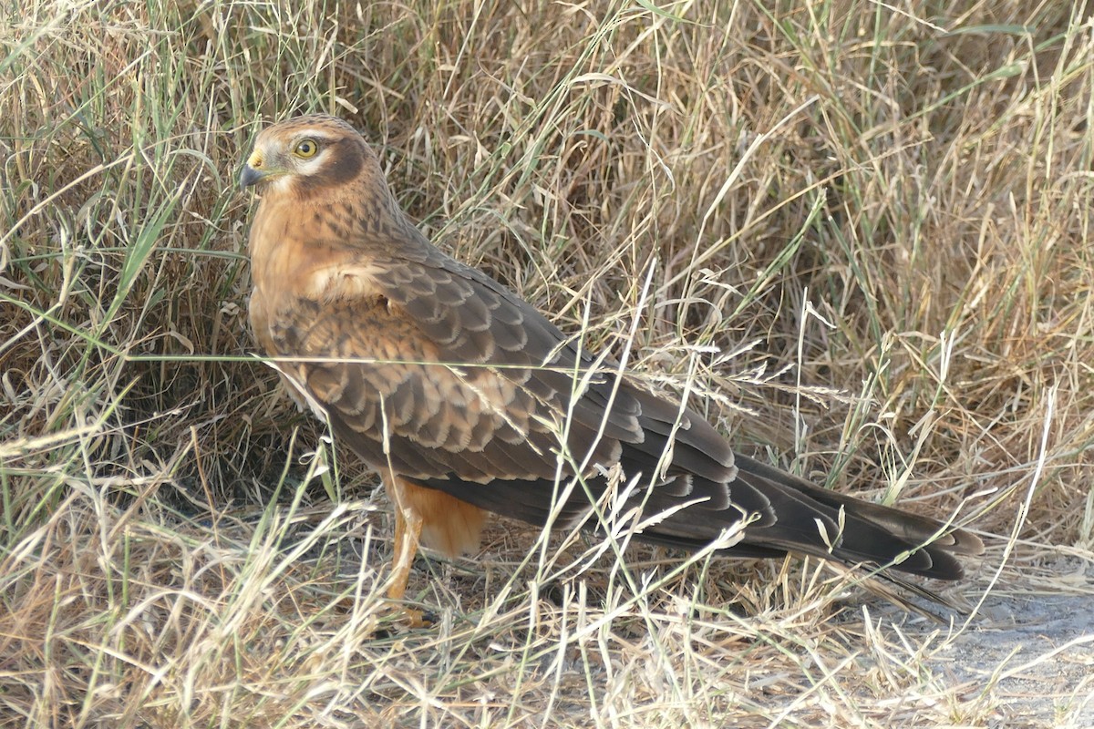 Montagu's Harrier - ML20177751