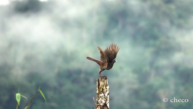 Speckled Chachalaca (Speckled) - ML201777511