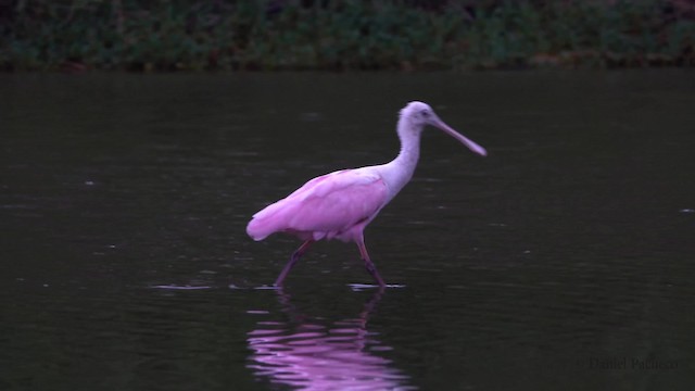 Roseate Spoonbill - ML201777561