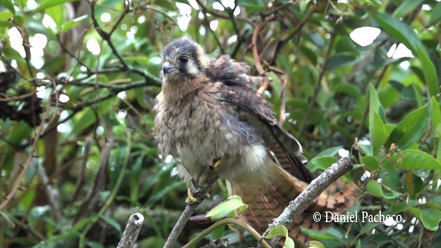 American Kestrel (South American) - ML201777571