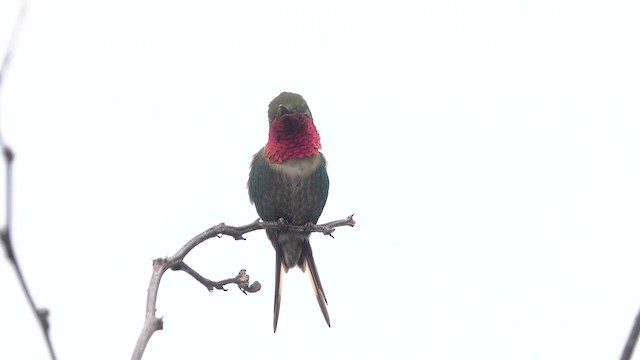 Colibrí Abejorro - ML201777621