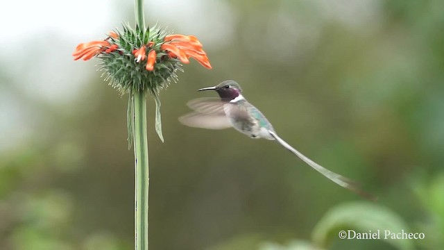 Peruvian Sheartail - ML201777641