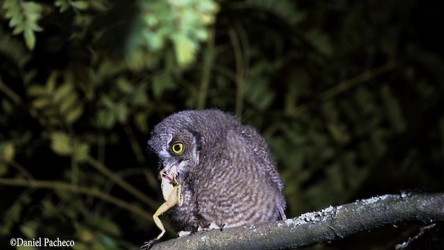 Koepcke's Screech-Owl - ML201777661