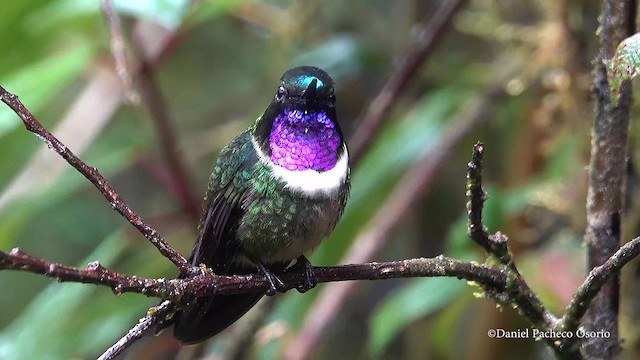 Colibrí Gorjiamatista (grupo amethysticollis) - ML201777671