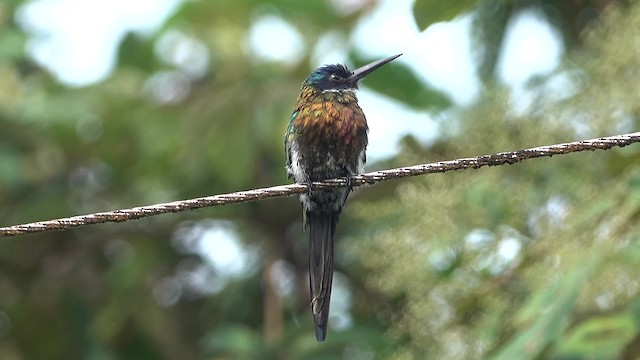 Purplish Jacamar - ML201777711