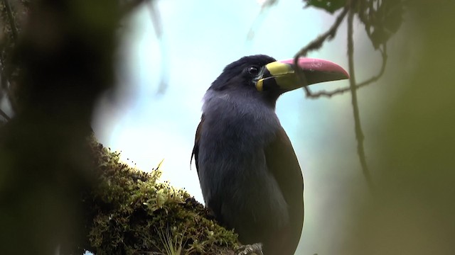 Gray-breasted Mountain-Toucan - ML201777741