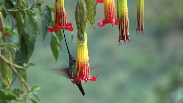 Colibrí Picoespada - ML201777751