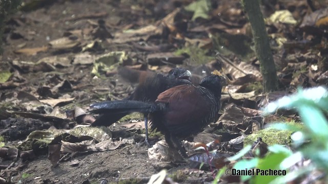 Banded Ground-Cuckoo - ML201777771