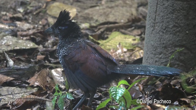 Banded Ground-Cuckoo - ML201777781