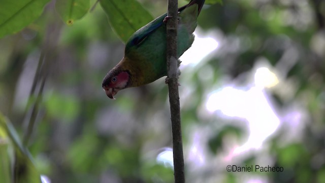 Rose-faced Parrot - ML201777801