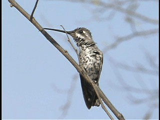 Plain-capped Starthroat - ML201777951