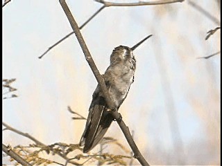 Plain-capped Starthroat - ML201777961