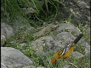 Streak-backed Oriole (West Mexican) - ML201778031