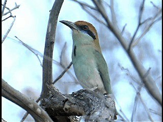 Kızıl Tepeli Motmot - ML201778091