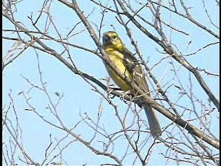 Cardinal jaune (chrysopeplus/dilutus) - ML201778121