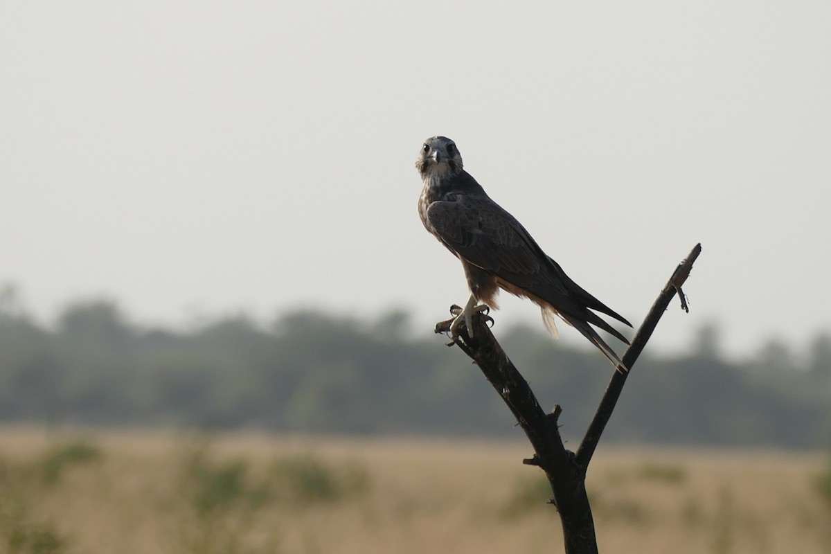 Laggar Falcon - Noah Strycker