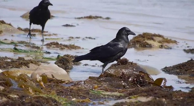 American Crow - ML201778481