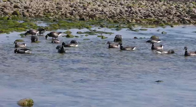 berneška tmavá (ssp. nigricans) - ML201778491