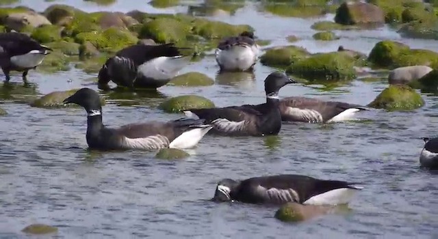 Казарка чорна (підвид nigricans) - ML201778501