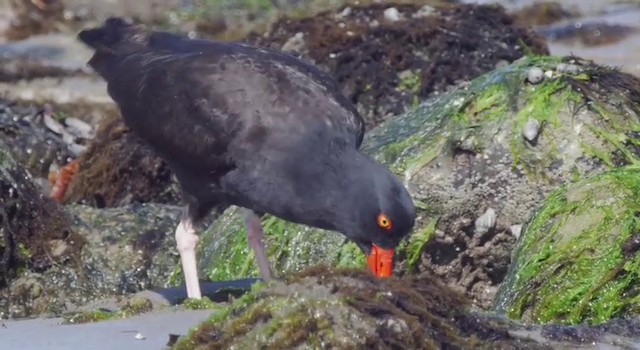 Black Oystercatcher - ML201778511