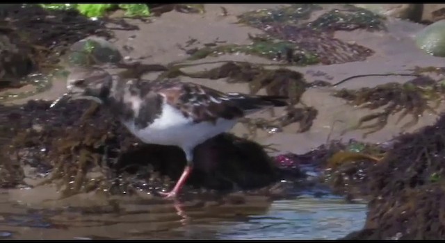 Ruddy Turnstone - ML201778521