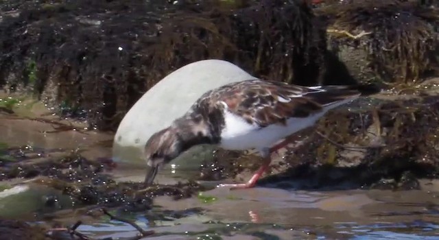 Ruddy Turnstone - ML201778531