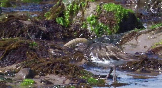 Black Turnstone - ML201778551