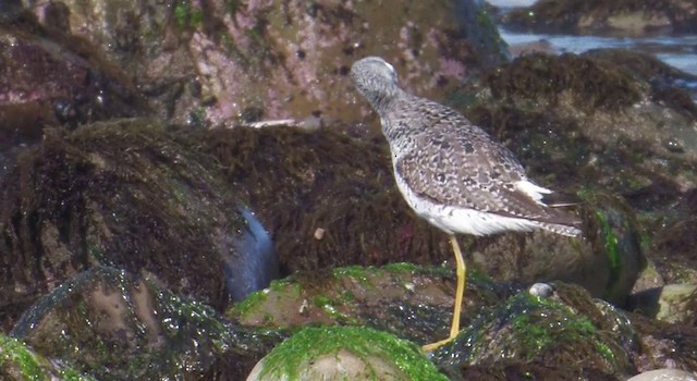 Greater Yellowlegs - ML201778561