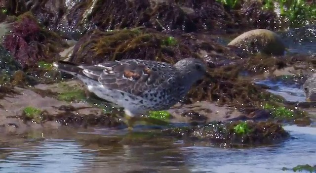 Surfbird - ML201778581