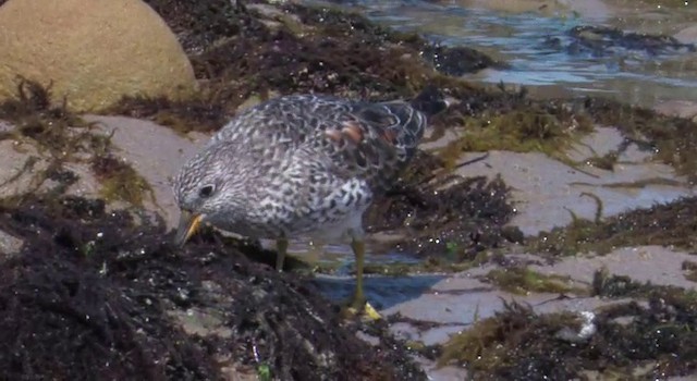 Surfbird - ML201778601