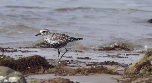 Black-bellied Plover - ML201778621