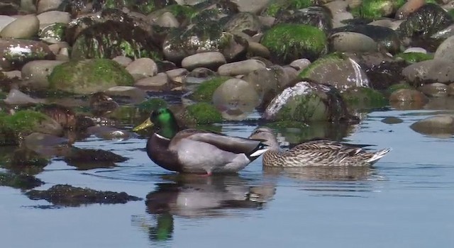 Mallard - ML201778631