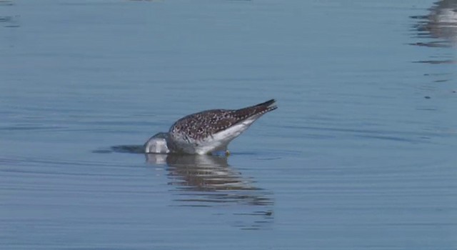 Greater Yellowlegs - ML201778661