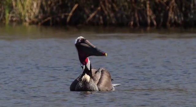 Brown Pelican (California) - ML201778671