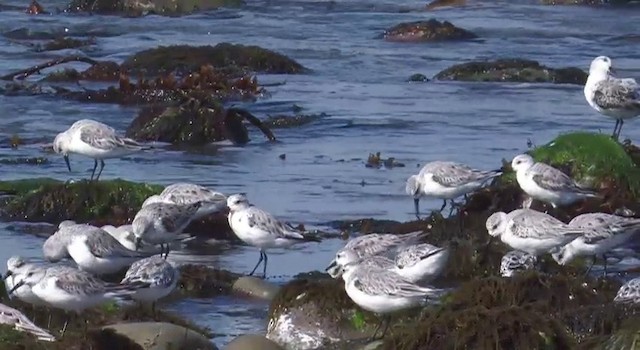 Bécasseau sanderling - ML201778681