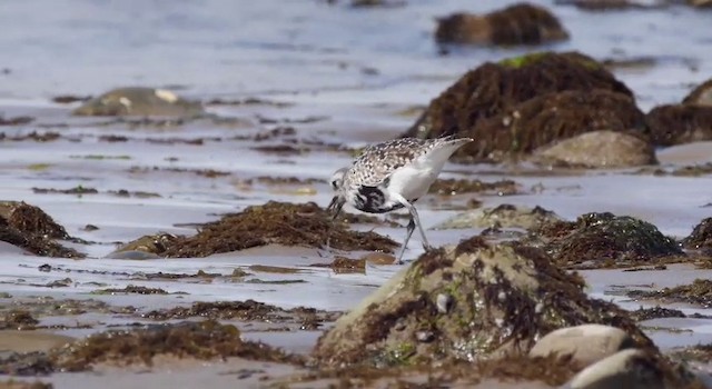 Black-bellied Plover - ML201778691