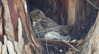  - Great Horned Owl