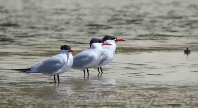 Caspian Tern - ML201778711