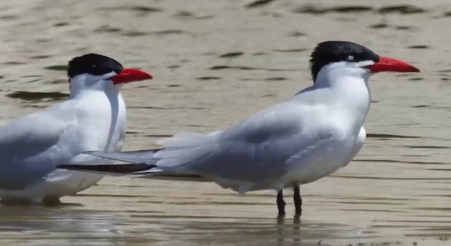 Caspian Tern - ML201778721