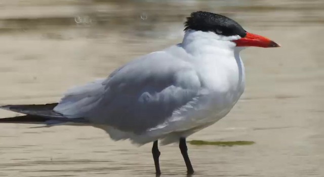 Caspian Tern - ML201778731