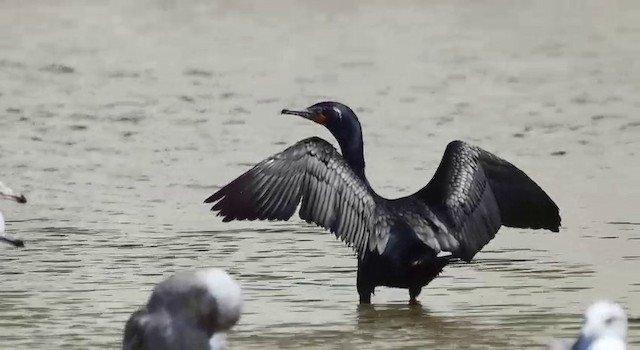 Cormorán Orejudo - ML201778741