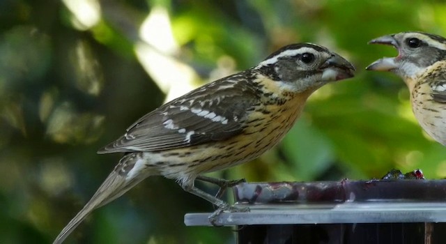 Black-headed Grosbeak - ML201778771