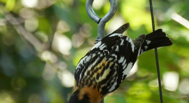 Black-headed Grosbeak - ML201778781